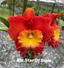 Rlc. Star of Siam